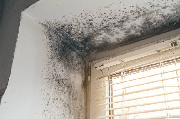 Affordable Mold Cleanup solutions in Puyallup, WA
